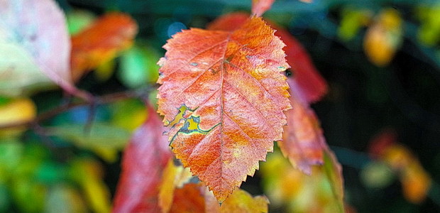 brockwell-park-autumn-2017-01.jpg