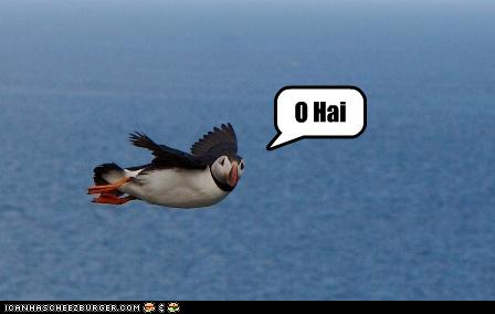 bird-caption-flying-o-hai-puffin-3892631040