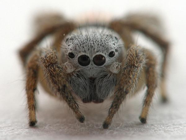 Red-tailed.jumping.spider.face_.jpg