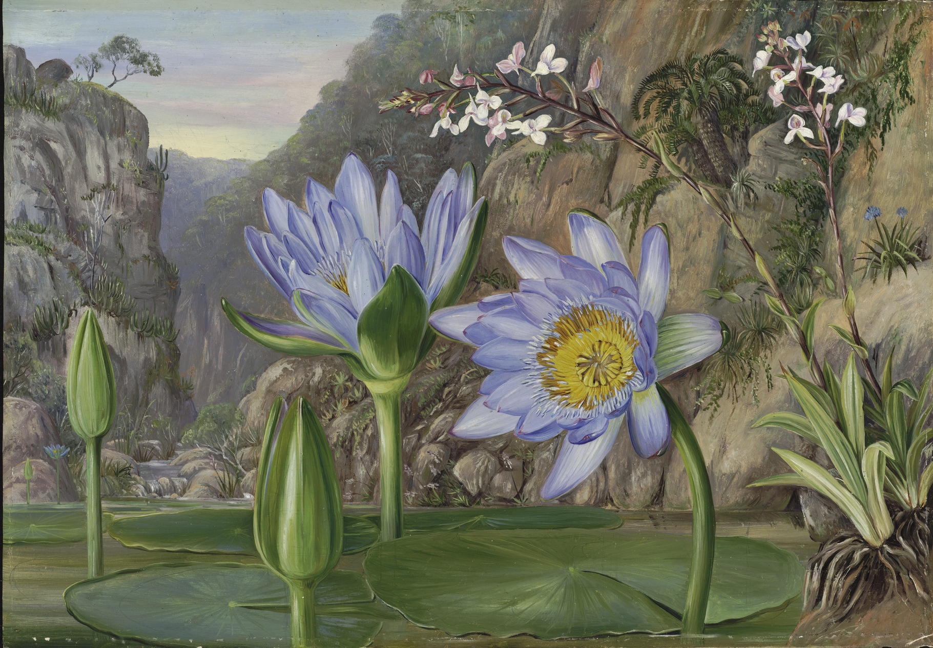 A very precise and delicate Victorian painting of pale blue water lilies in a dramatic rocky gorge. The lilies are in various stages of flowering, are saucer shaped when open and have deep yellow centres.