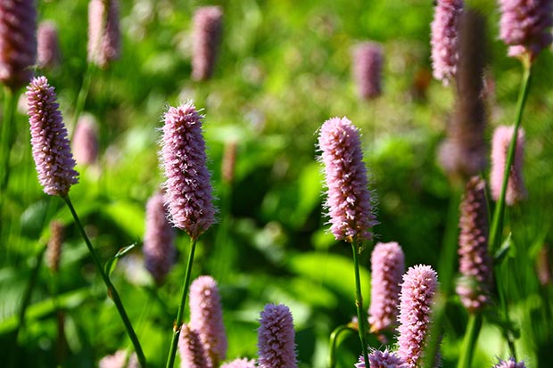 brockwell-park-may-2016-martha-09.jpg