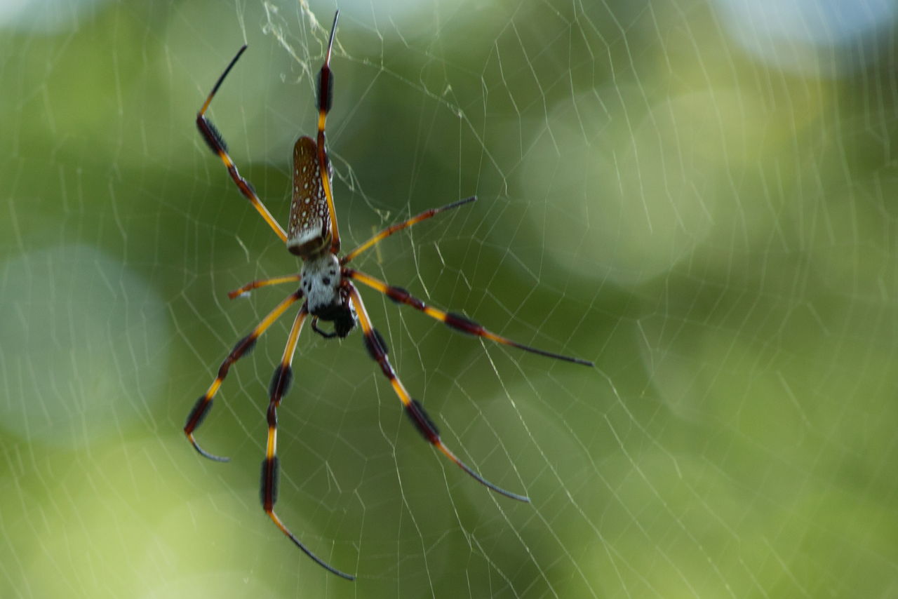 1280-500662689-banana-spider.jpg