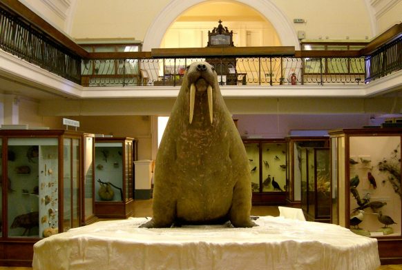 Natural-History-Gallery_001-walrus-582x392.jpg