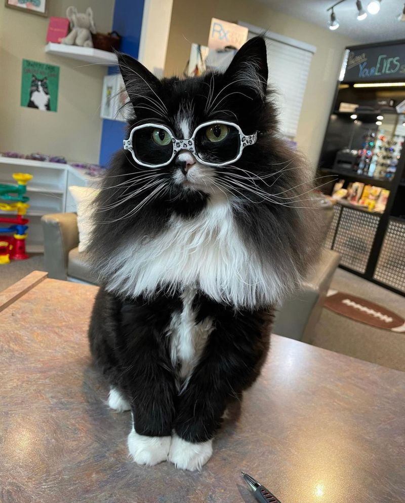 210806141558-restricted-04b-truffles-the-kitty-glasses-kids.jpg