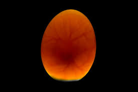 Developing chick embryo visible through the lit up shell