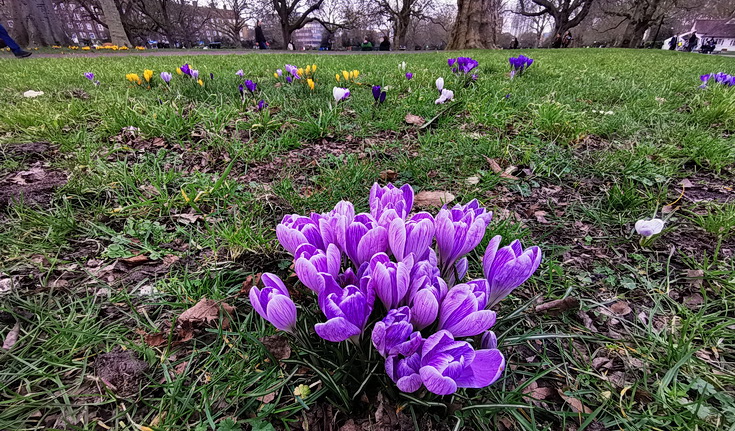 In photos: the first signs of spring in Brixton and Lambeth parks