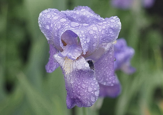 In photos: Brockwell park and the Walled Garden in the April rain