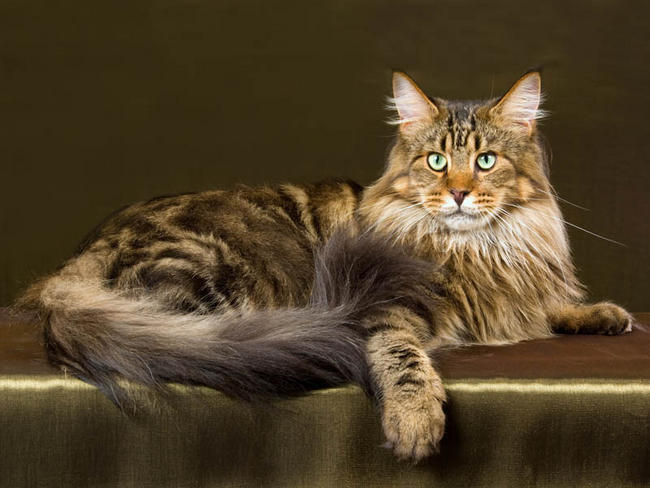 maine-coon.jpg