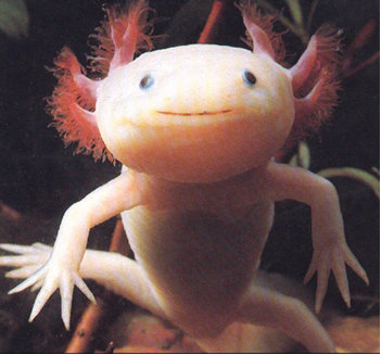 axolotl.jpg