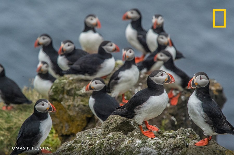 a group of puffins in Iceland