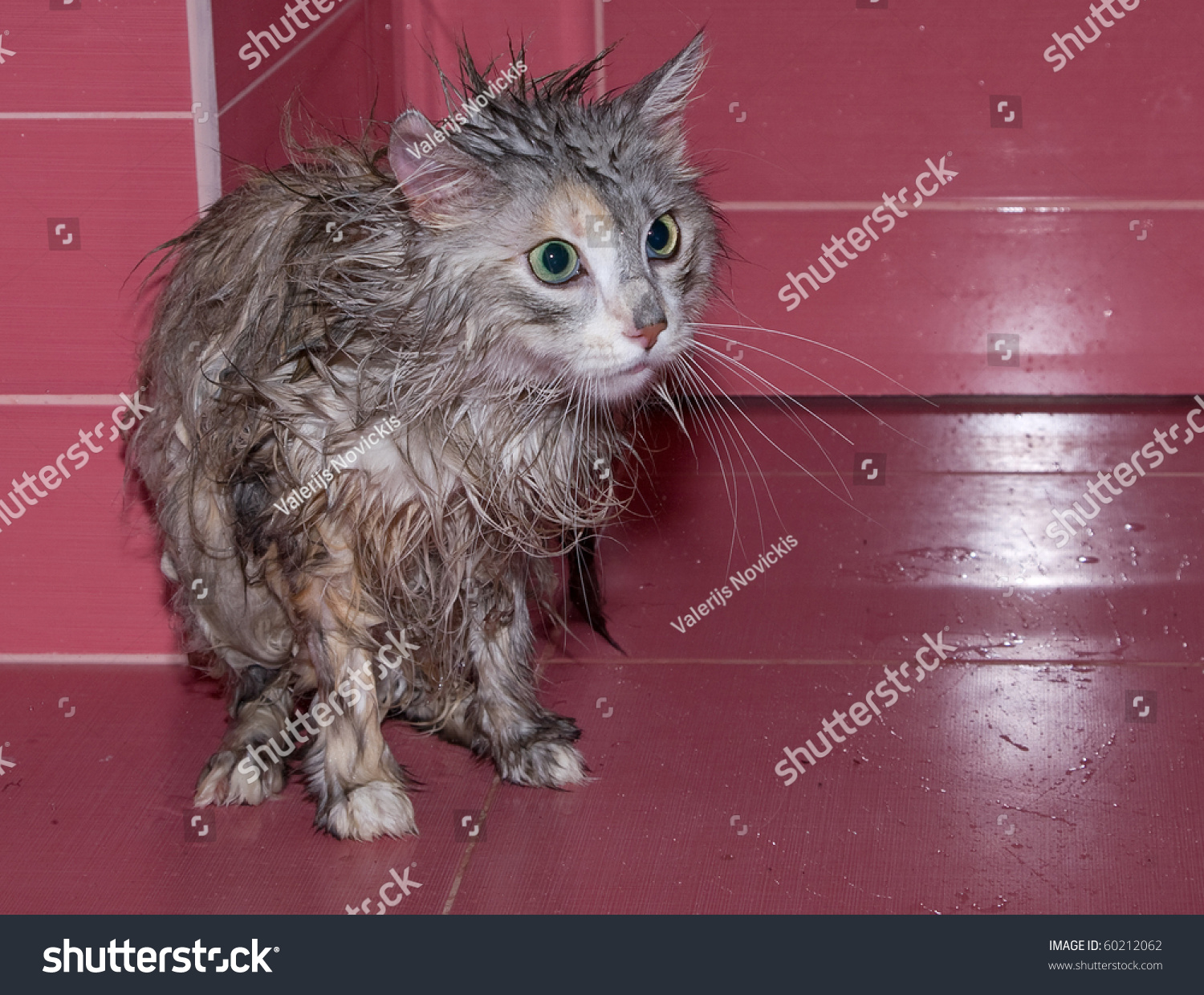 stock-photo-wet-cat-60212062.jpg