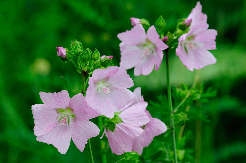 purple-wildflowers.jpg