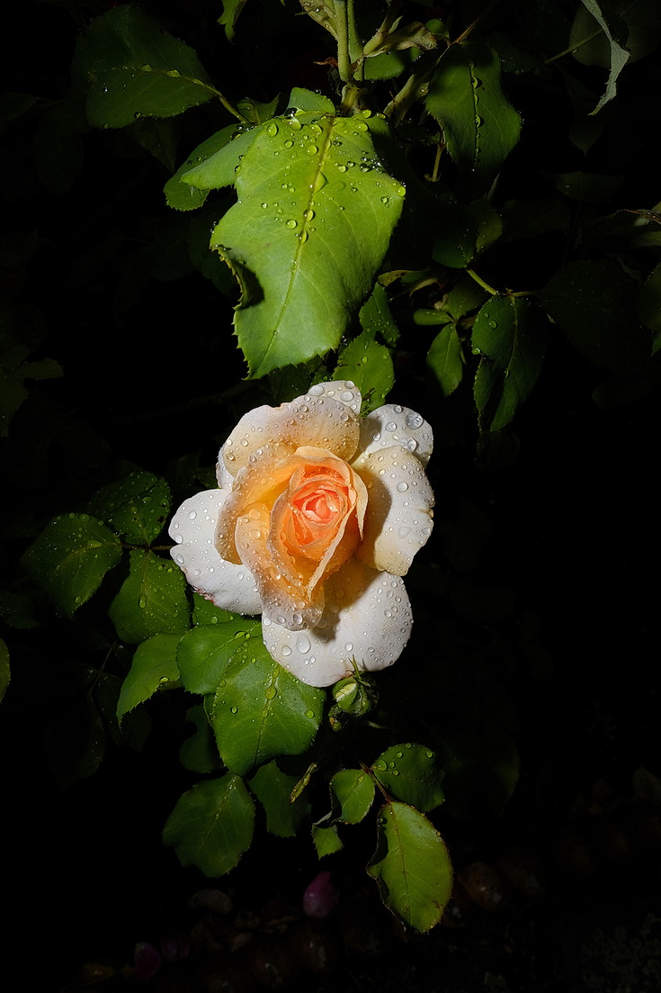 'Beers and Roses' - Brockwell Park photo exhibition raises money for foodbank