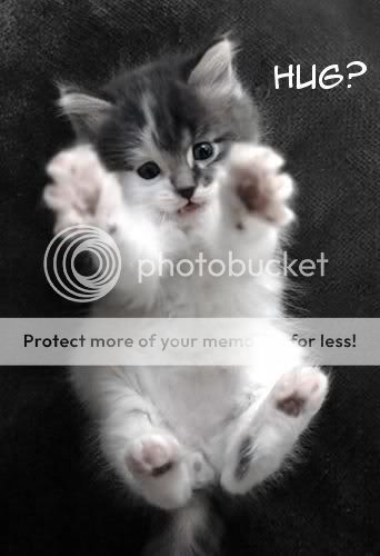 kitten-hug_zps2a613f77.jpg