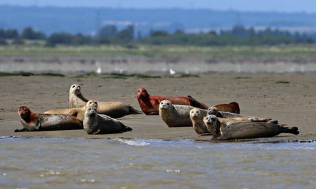 River-Thames-seal-populat-008.jpg