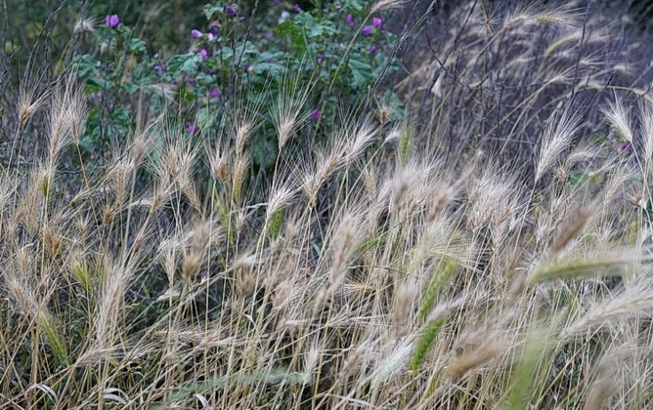 Brockwell Park in summer - 25 photos, July 2020