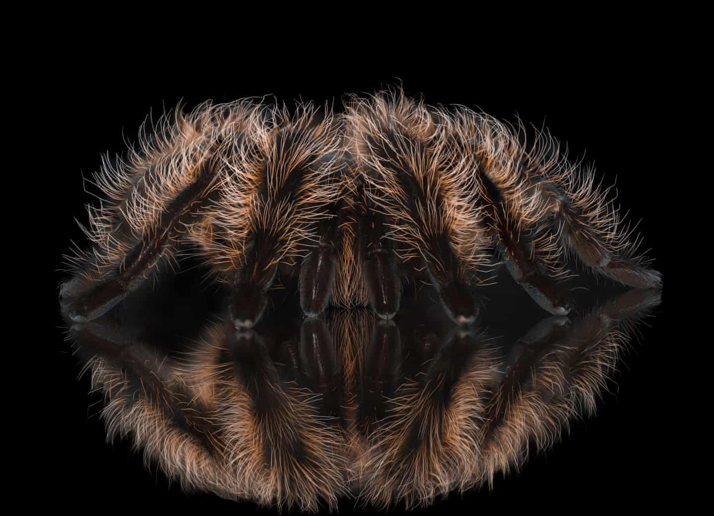 a curly haired tarantula sitting with its legs curled up on a black background.  photo by Beau Healy