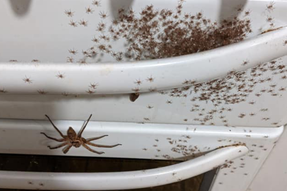 spider mother and her millions of bairns on an oven