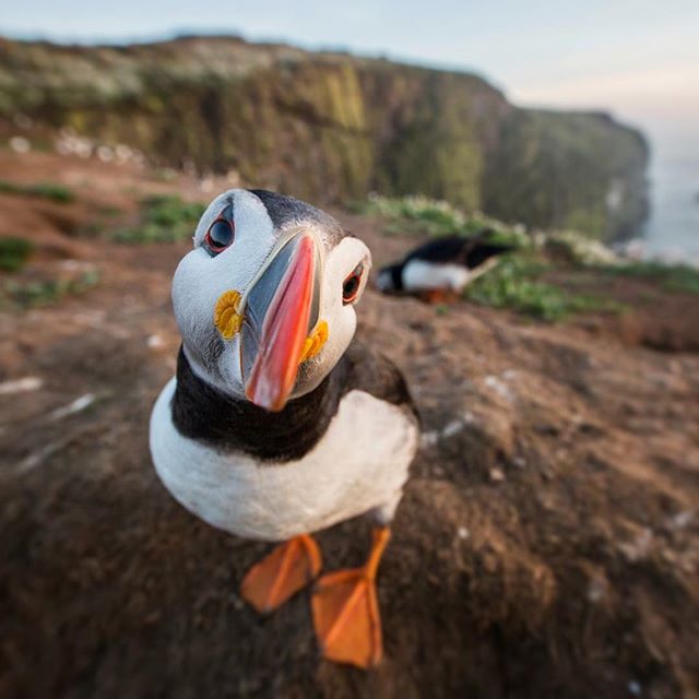 puffin.jpg