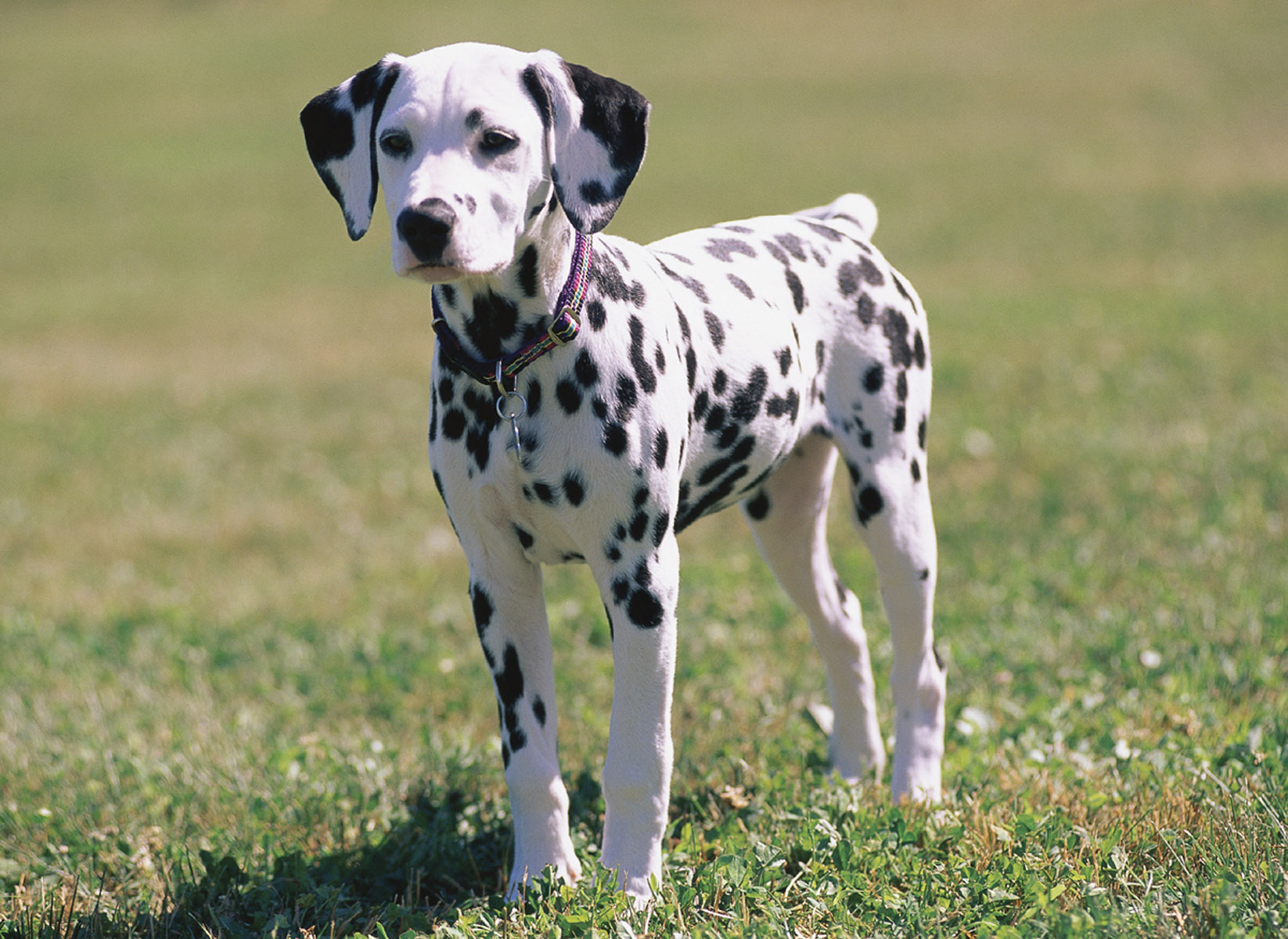 dalmatian4.jpg