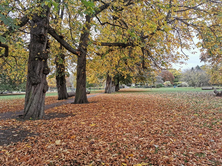 In photos: Browns, oranges and yellows - Ruskin Park in autumnal splendour