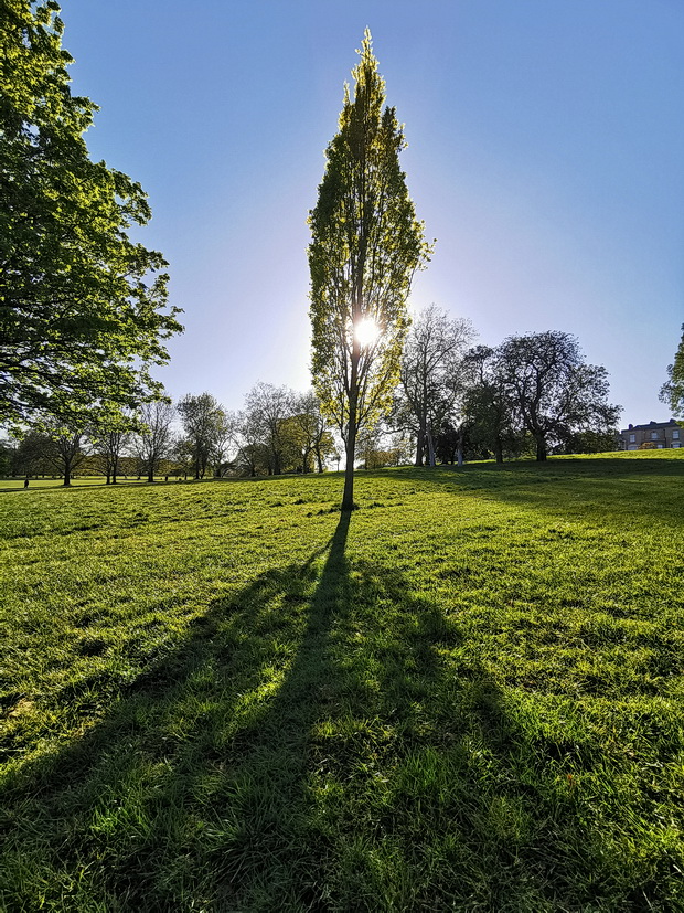 Brockwell Park, trees and shadows - photo feature, April 2020 