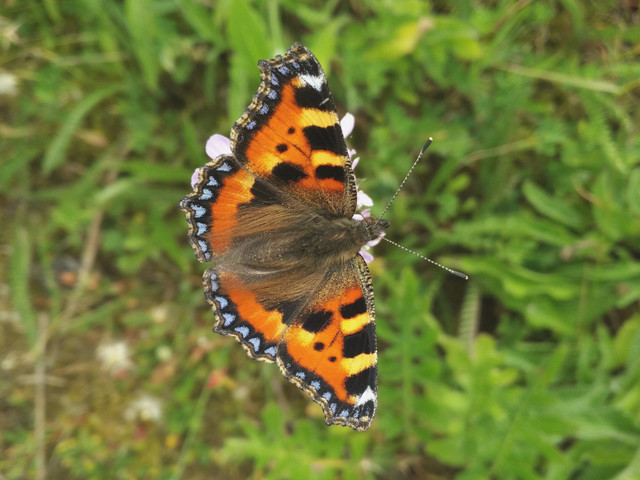 tortoiseshell.jpg