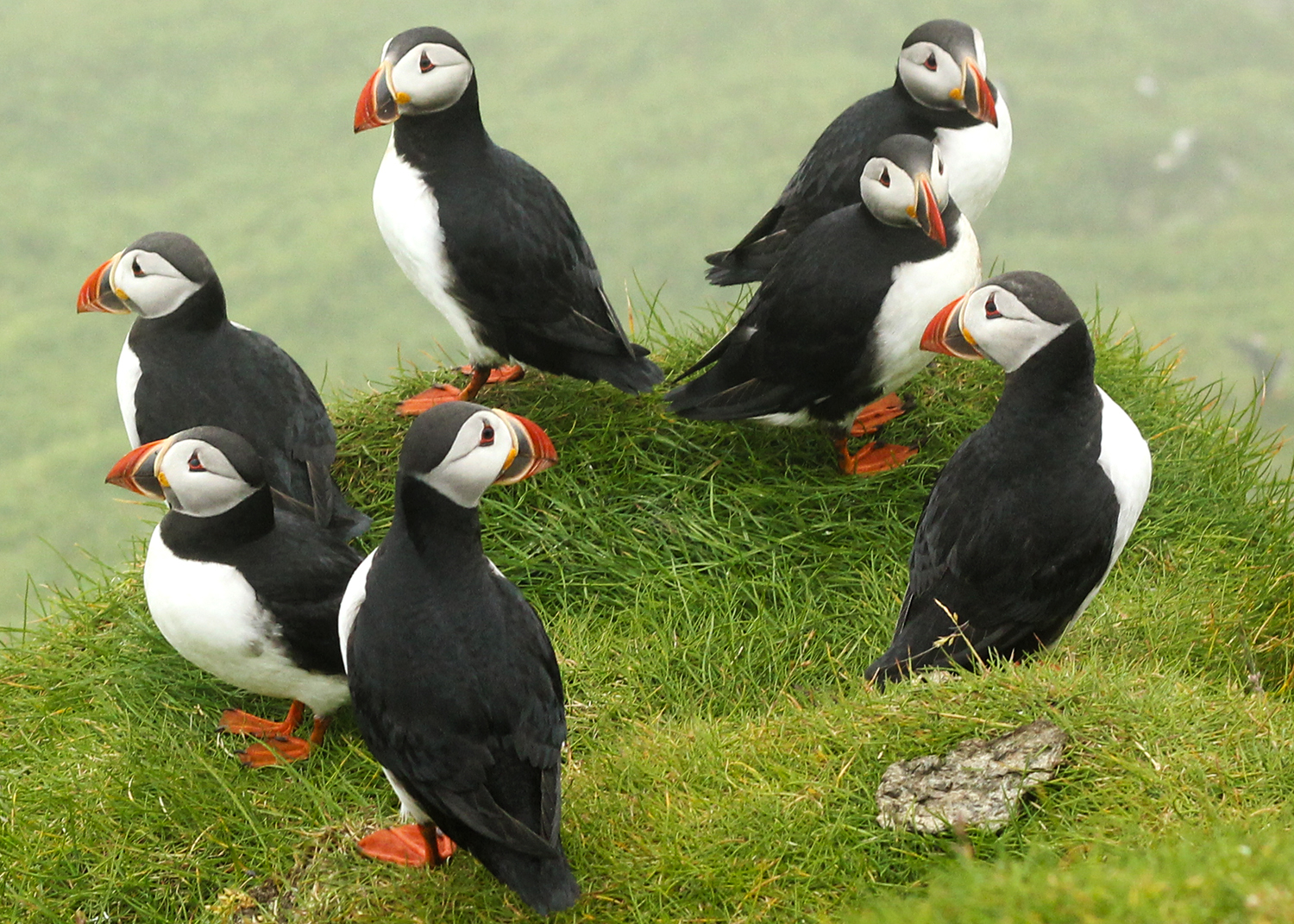 puffins-mykines-faroe-islands-1.jpg