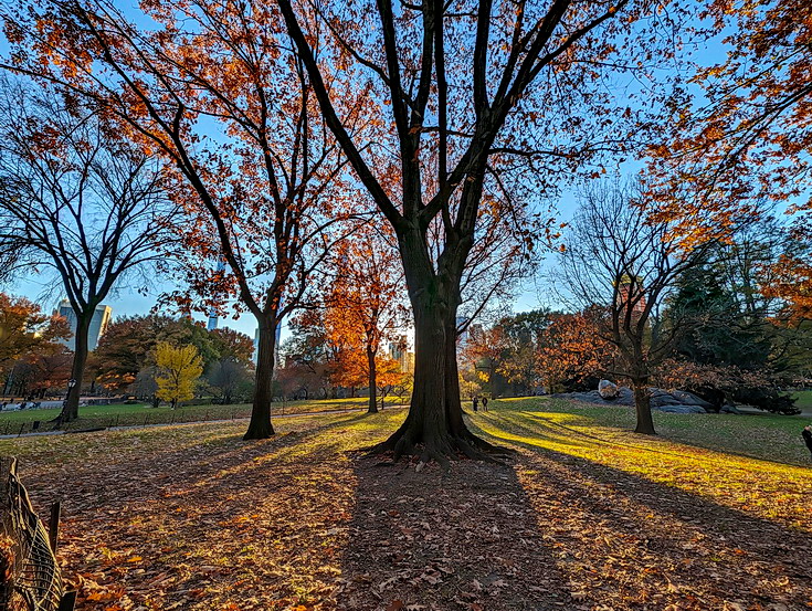 In photos: ice skating, autumnal shades and shadows, Central Park, New York