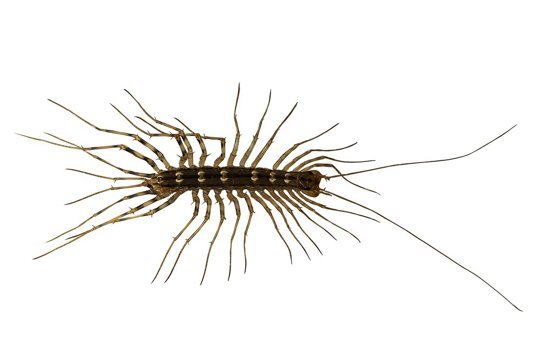 house-centipede.jpg