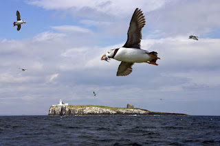 Farne%25201.jpg