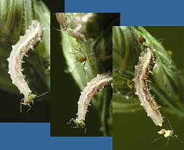 larva1906sm.jpg