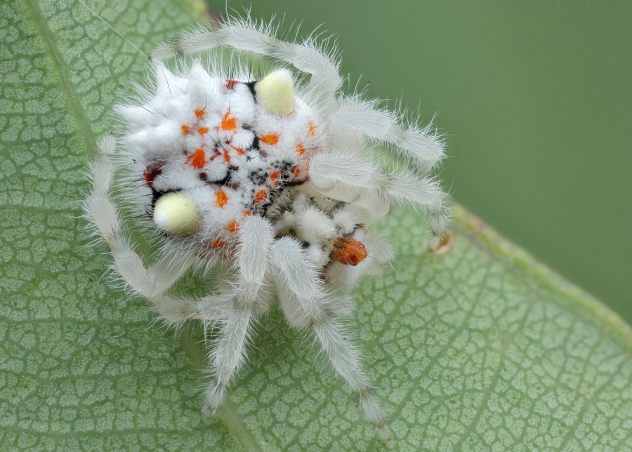 A juvenile Ordgarius magnificus, the magnificent spider.  Black and orange colouration on its back, with white translucent legs