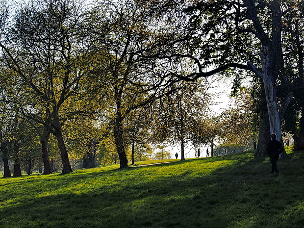 Brockwell Park, trees and shadows - photo feature, April 2020