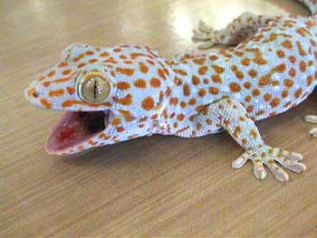 gecko.jpg