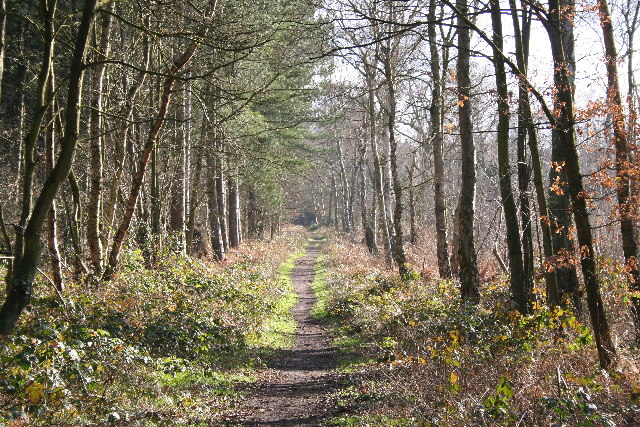 Osgodby_Plantation_-_geograph.org.uk_-_124274.jpg