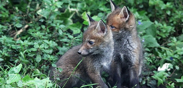 In photos: a litter of fox cubs emerge from their Brixton den