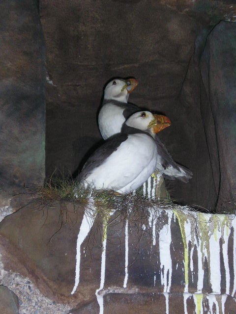 puffin2.jpg