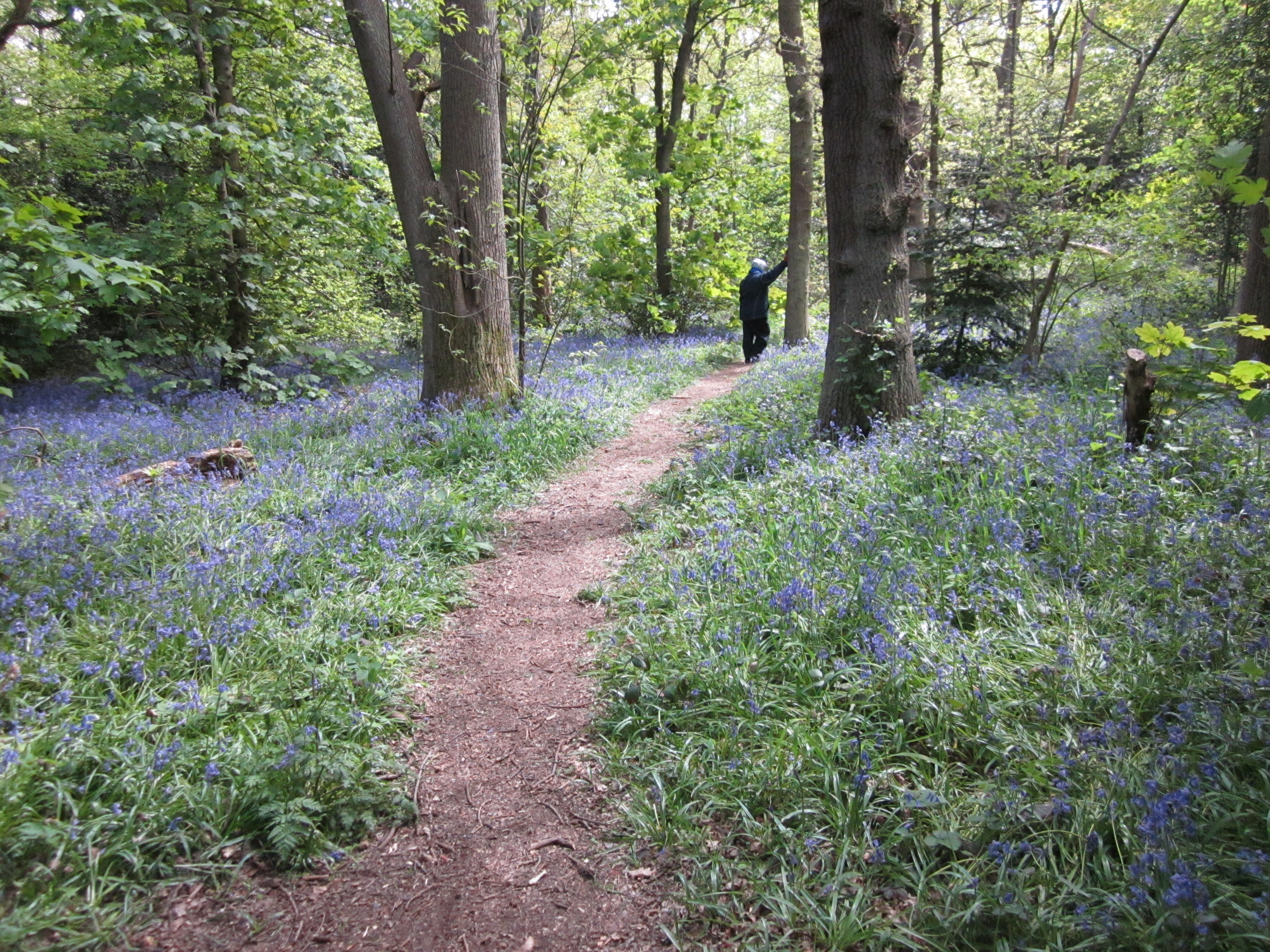 2-beckenham-bluebells.jpg