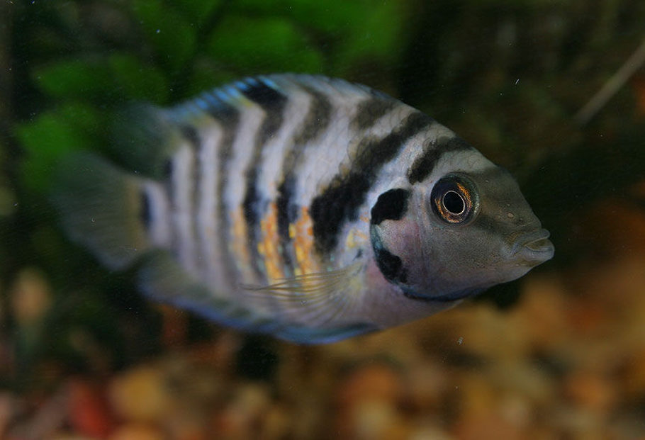 black and white stripey fish