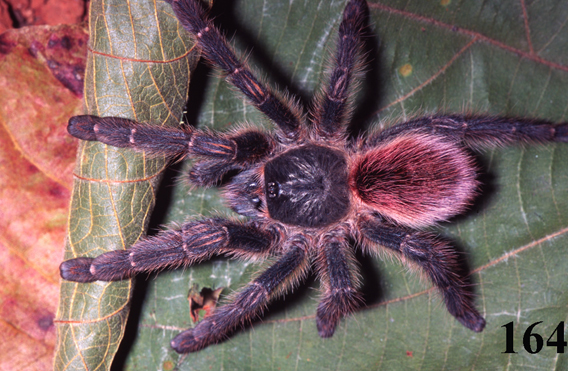 Iridopelma_oliveirai.new.tarantulas.3.568.jpg