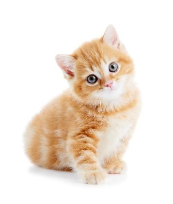 159706-357x421-kitten.jpg