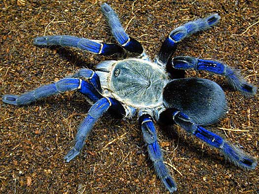 spider-cobalt.jpg