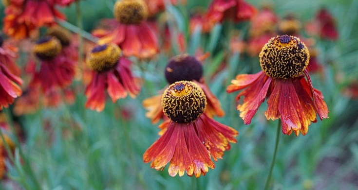 The colours of Ruskin Park in 33 photos: July 2020