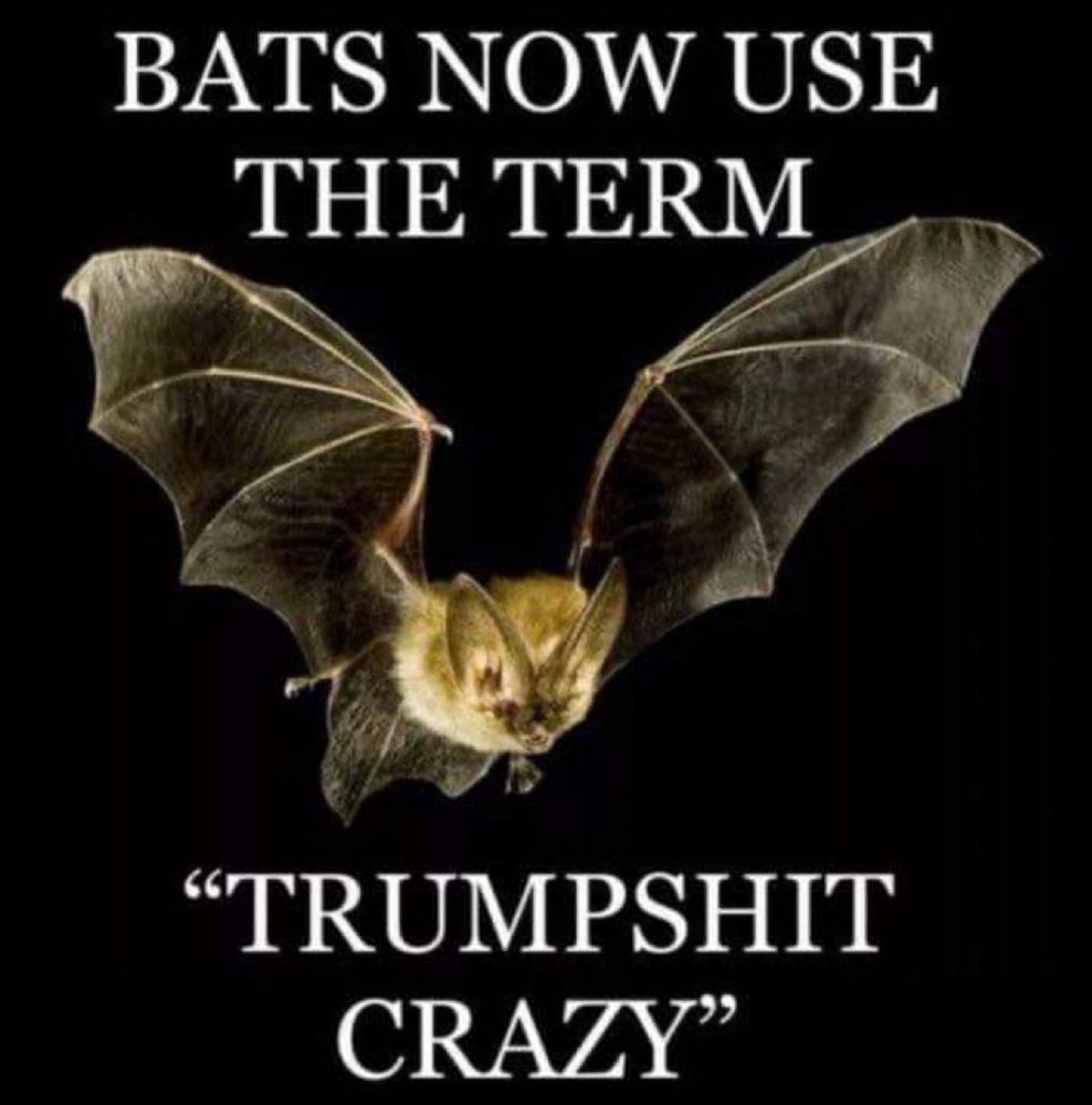 Picture of flying bat. Text: BATS NOW USE THE TERM TRUMPSHIT CRAZY