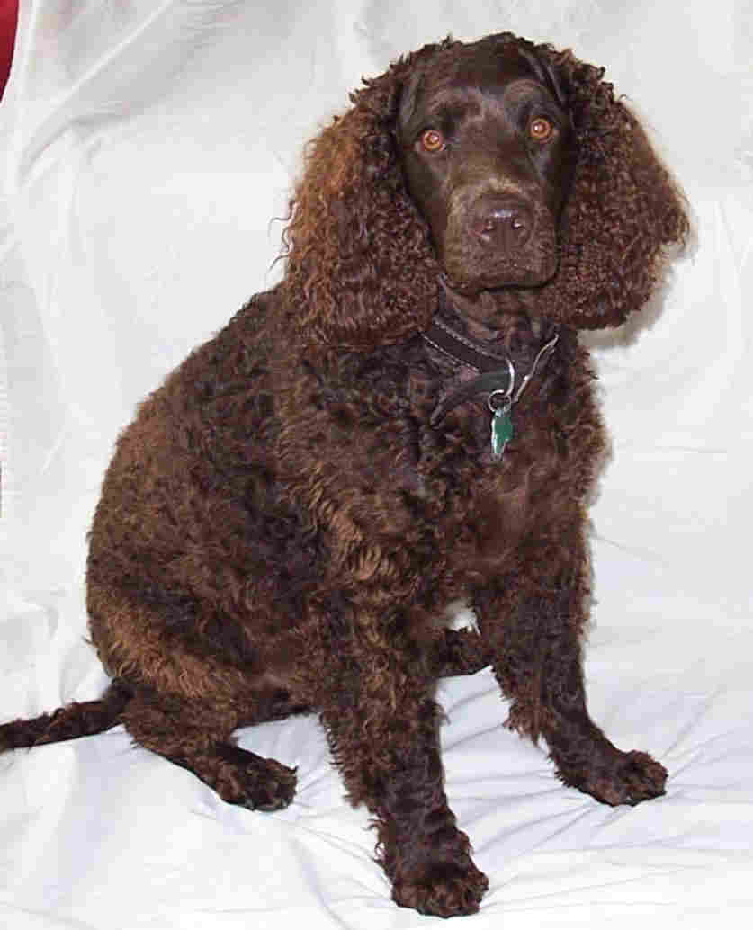 American-Water-Spaniel.jpg