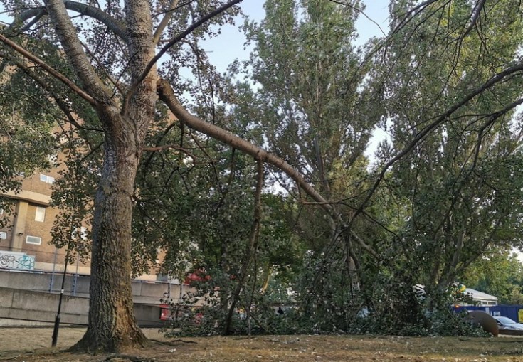 Tree down in Coldharbour Lane, Brixton. August 2020