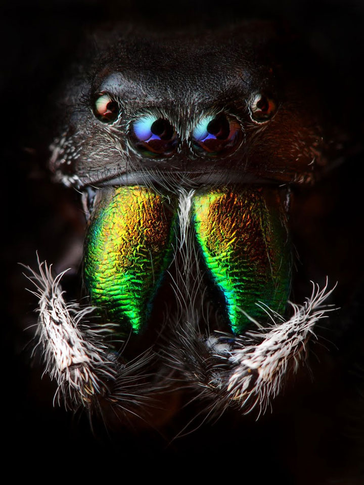 Beauty-Of-Spiders-Through-Microscopic-Photographs-19.jpg