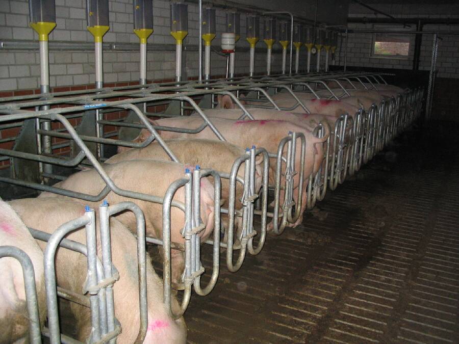 Pig-breeding-factory.jpg