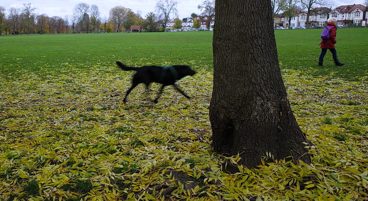 A late afternoon autumnal stroll through Ruskin Park, south London, Nov 2020